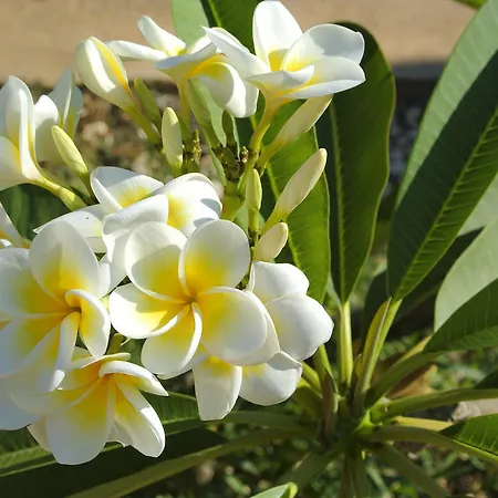 לינה וארוחת בוקר Al Vecchio Pontile